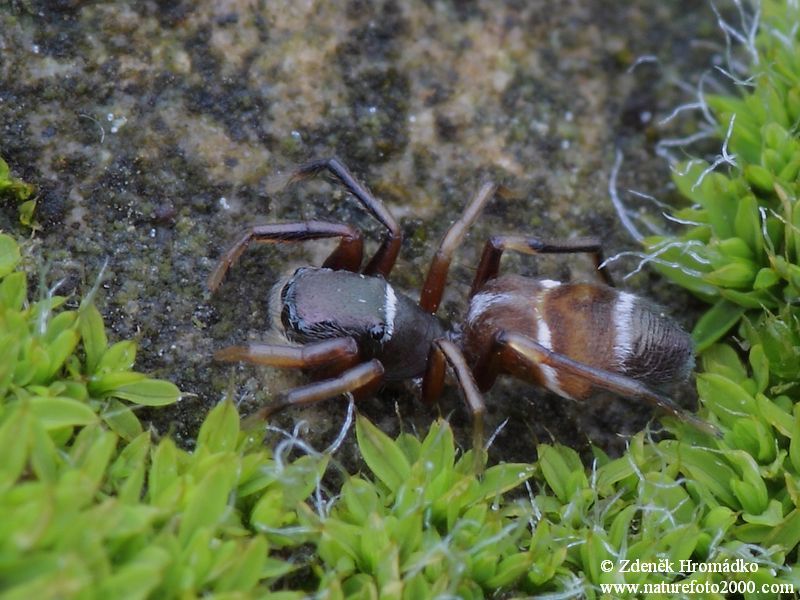 skákavka štíhlá, Synageles venator (Pavouci, Arachnida)